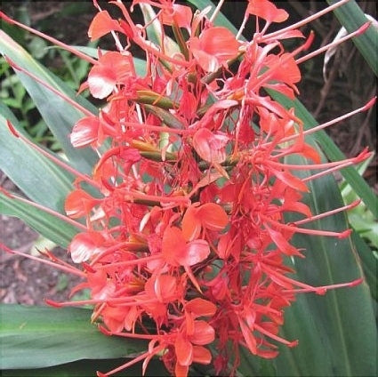 Bulbi de Ghimbir "Hedychium Coccineum Aurantiacum", Scarlet Rosu, 1 Bucata