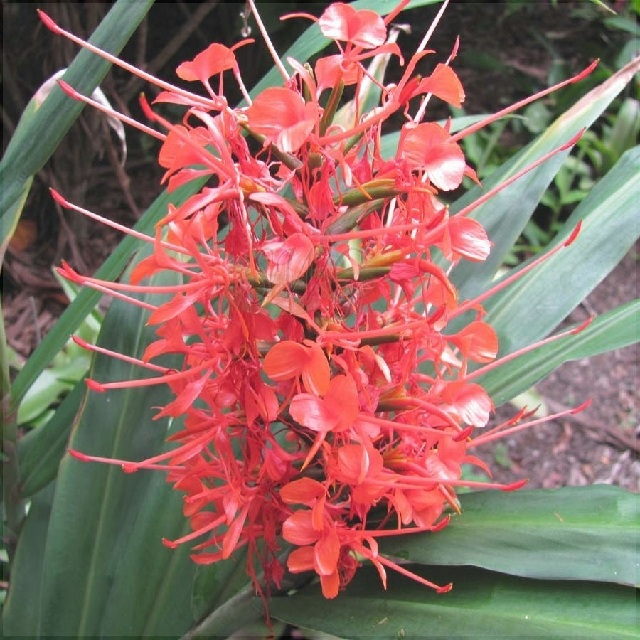 Bulbi de Ghimbir "Hedychium Coccineum Aurantiacum", Scarlet Rosu, 1 Bucata