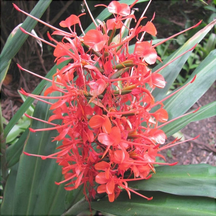 Bulbi de Ghimbir "Hedychium Coccineum Aurantiacum", Scarlet Rosu, 1 Bucata
