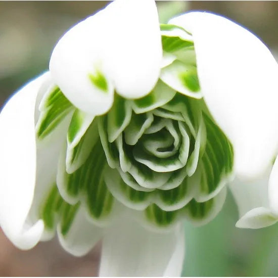 Bulbi de Ghiocei Dubli "Flore Pleno", 10 Bucati