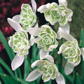 Bulbi de Ghiocei Dubli "Flore Pleno" 10 buc