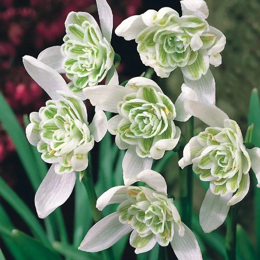 Bulbi de Ghiocei Dubli "Flore Pleno", 10 Bucati