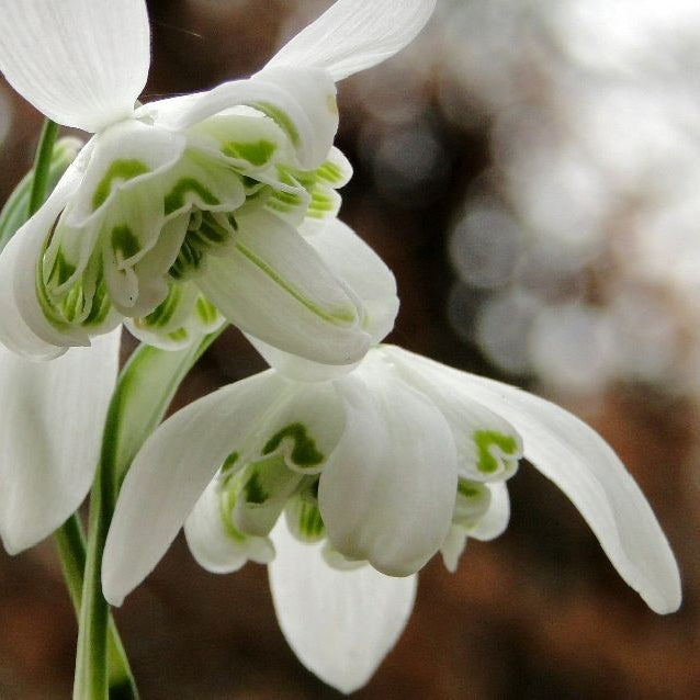 Bulbi de Ghiocei Dubli "Flore Pleno", 10 Bucati