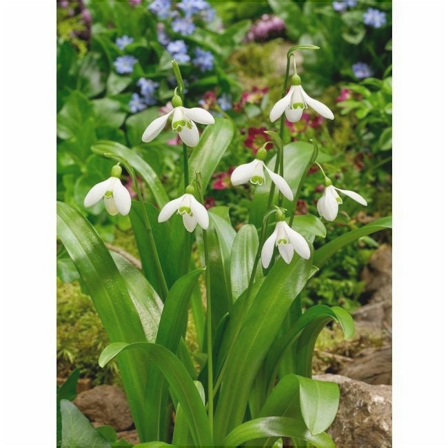 Bulbi de Ghiocei Galanthus "Woronowii", 10 Bucati