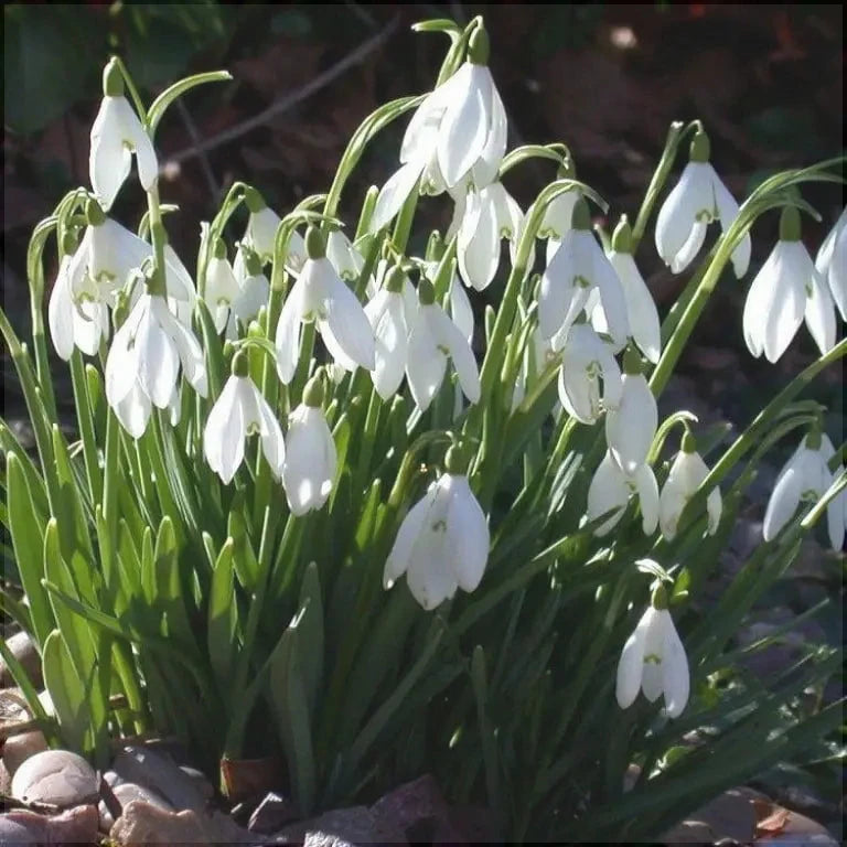 Bulbi de Ghiocei Galanthus "Woronowii", 10 Bucati