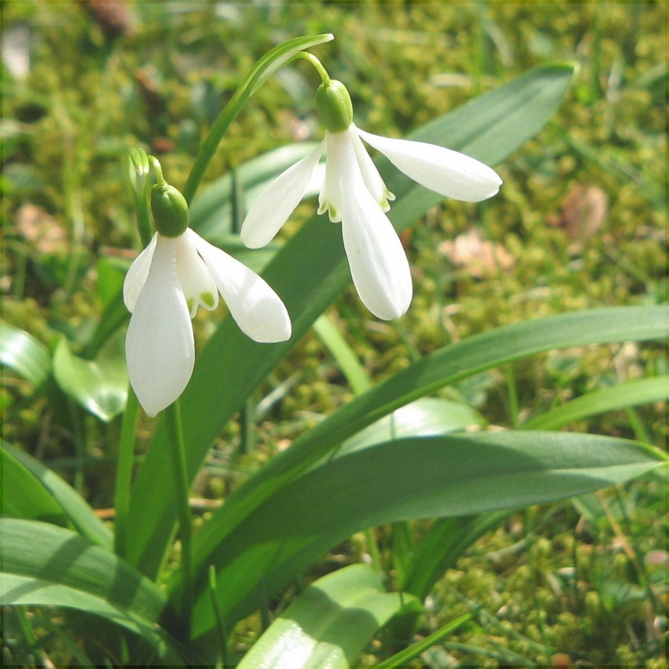 Bulbi de Ghiocei Galanthus "Woronowii", 10 Bucati