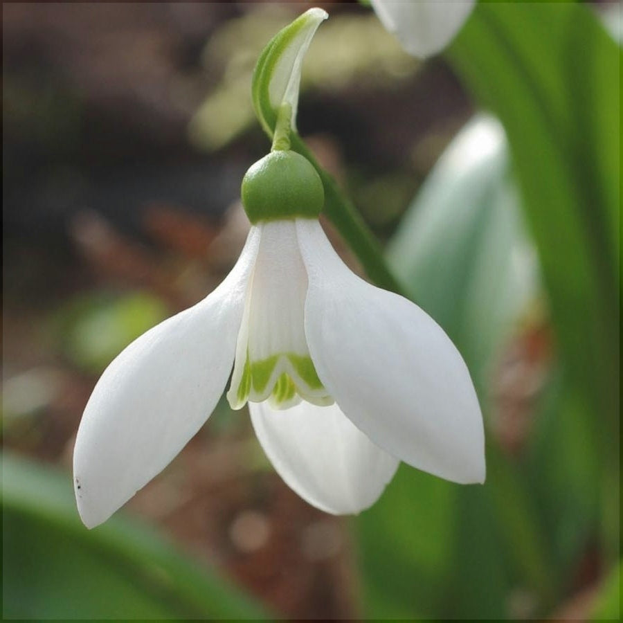 Bulbi de Ghiocei Galanthus "Woronowii", 10 Bucati