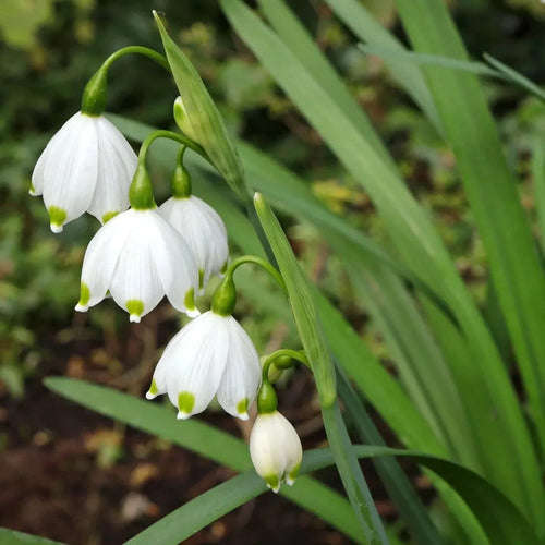 Bulbi de Ghiocei de Vară Leucojum Aestivum – imagine 2
