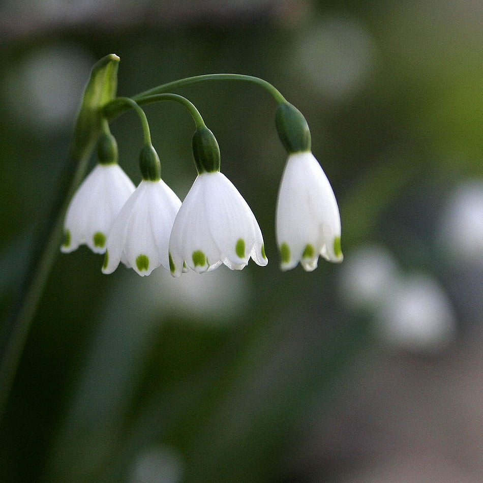 Bulbi de Ghiocei de Vara "Leucojum Aestivum", 10 Bucati