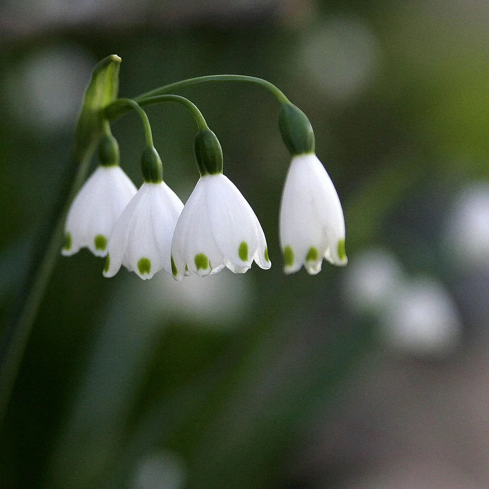 Bulbi de Ghiocei de Vară "Leucojum Aestivum" 10 buc
