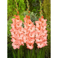 Bulbi de Gladiole "Alannah", 5 Bucati