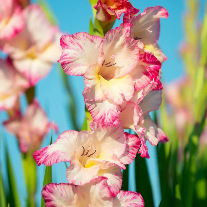 Bulbi de Gladiole "Apricot Bubble Gum", 5 Bucati