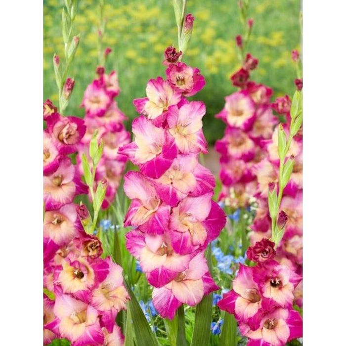 Bulbi de Gladiole "Apricot Bubble Gum", 5 Bucati