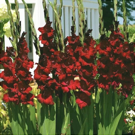 Bulbi de Gladiole "At night", 5 Bucati