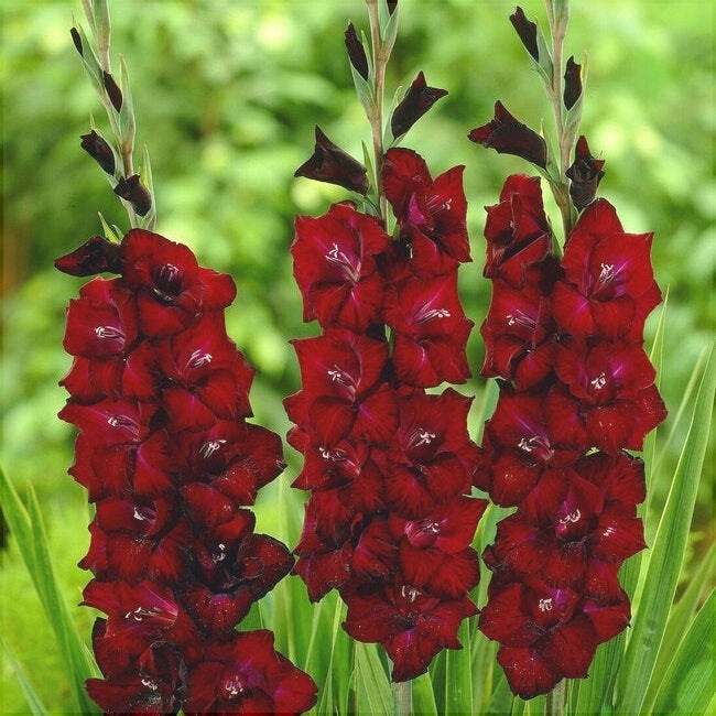 Bulbi de Gladiole "At night", 5 Bucati