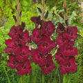 Bulbi de Gladiole "At night", 5 Bucati