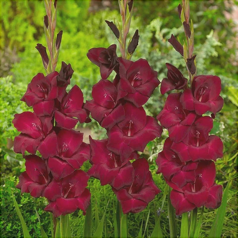 Bulbi de Gladiole "At night", 5 Bucati