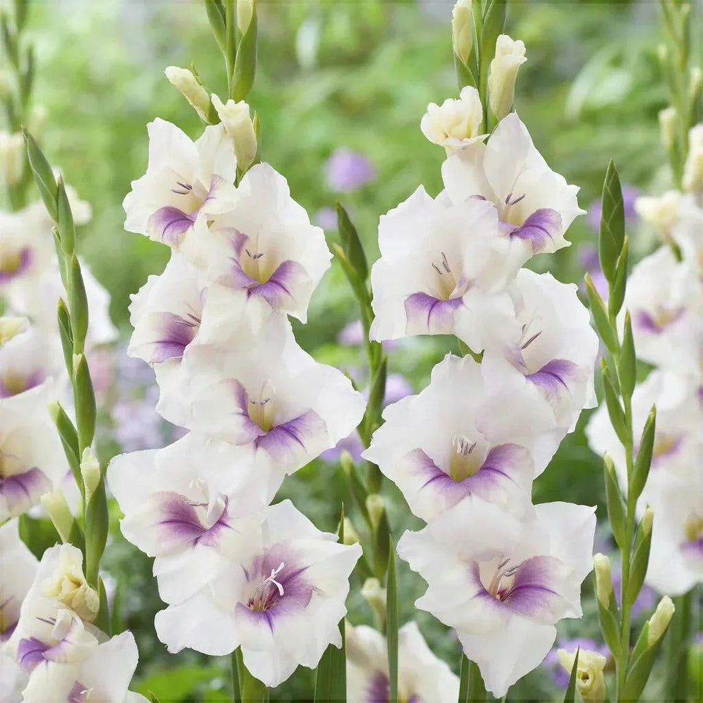 Bulbi de Gladiole "Aviol", 5 Bucati
