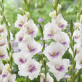 Bulbi de Gladiole "Aviol", 5 Bucati