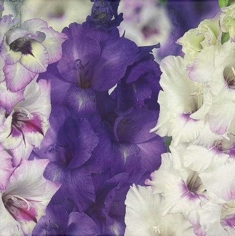 Bulbi de Gladiole "Aviol", 5 Bucati