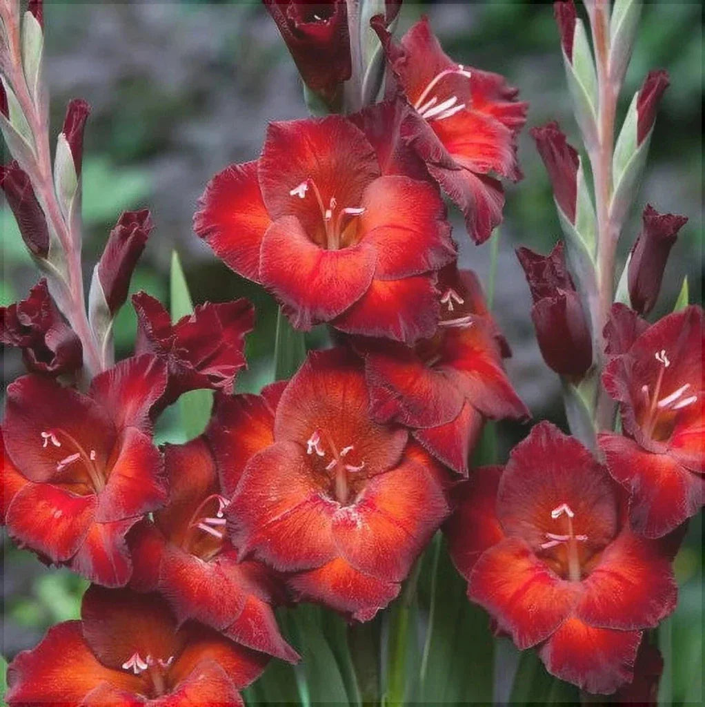 Bulbi de Gladiole "Azurro", 5 Bucati