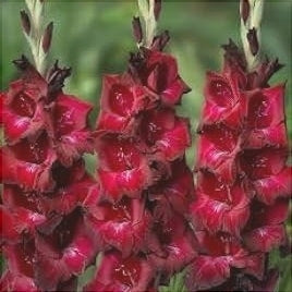 Bulbi de Gladiole "Azurro", 5 Bucati
