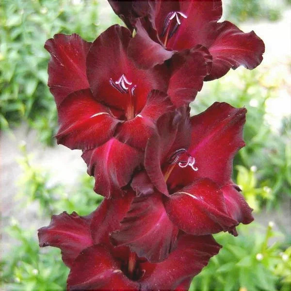 Bulbi de Gladiole "Azurro", 5 Bucati