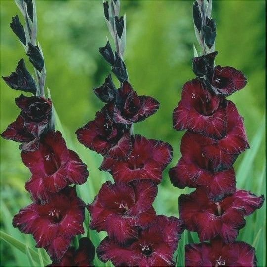 Bulbi de Gladiole "Black Sea", 5 Bucati