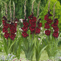 Bulbi de Gladiole "Black Sea", 5 Bucati