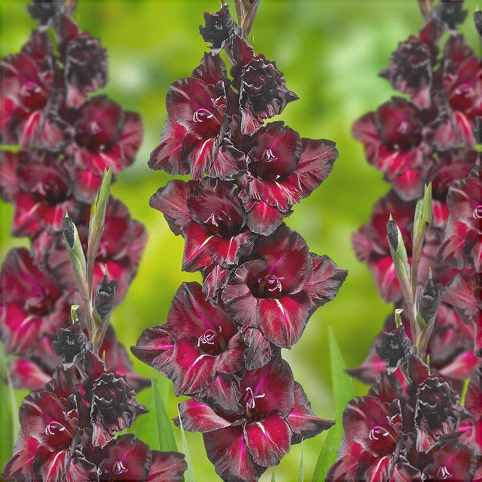 Bulbi de Gladiole "Black Sea", 5 Bucati