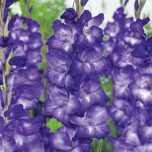 Bulbi de Gladiole "Blue Isle", 5 Bucati
