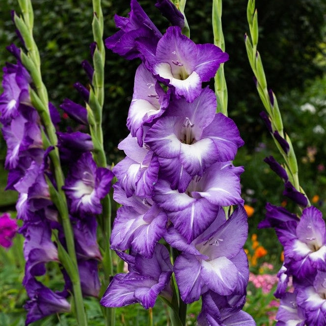 Bulbi de Gladiole "Blue Isle", 5 Bucati