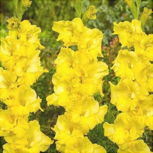 Bulbi de Gladiole "Charisma", 5 Bucati