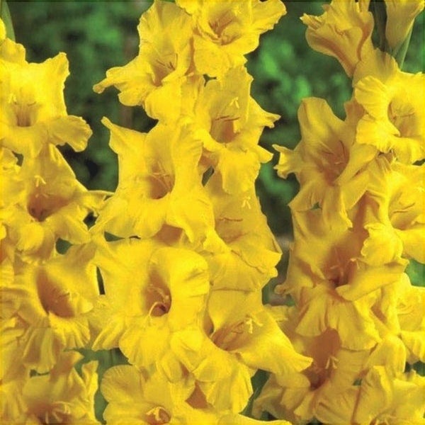 Bulbi de Gladiole "Charisma", 5 Bucati
