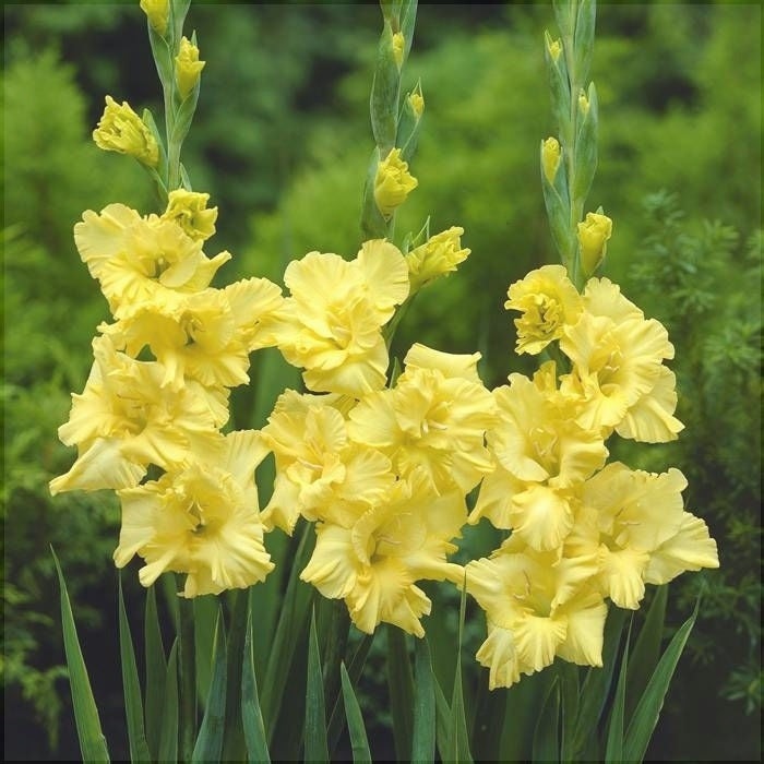 Bulbi de Gladiole "Charisma", 5 Bucati