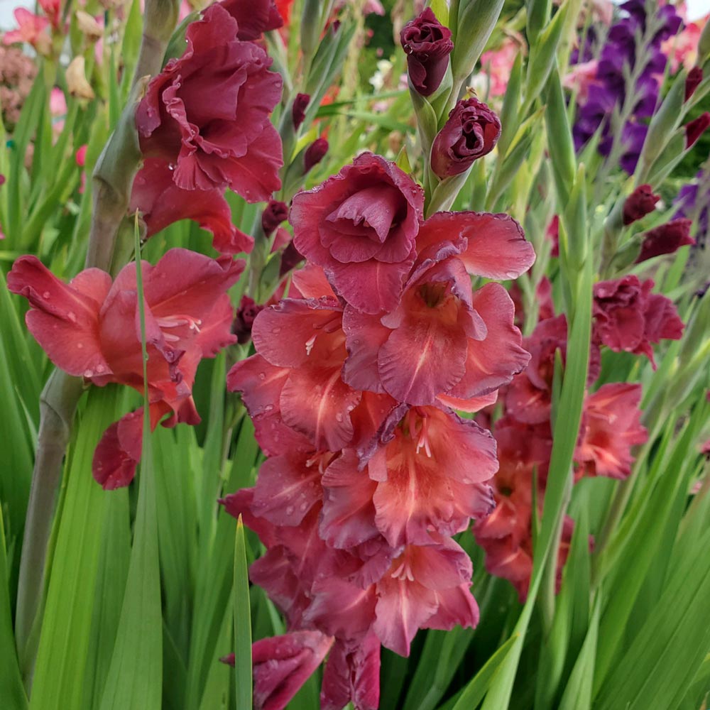 Bulbi de Gladiole "Chocolate", 5 Bucati