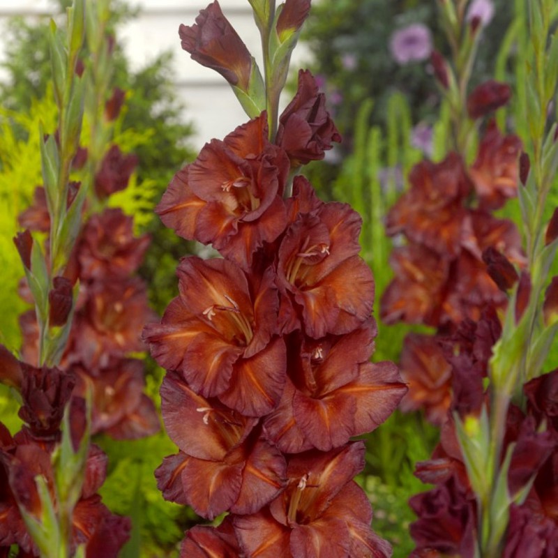 Bulbi de Gladiole "Chocolate", 5 Bucati
