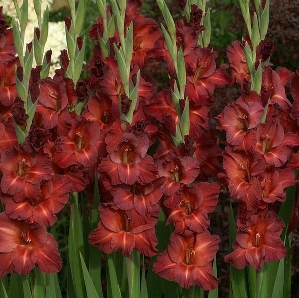 Bulbi de Gladiole "Chocolate", 5 Bucati