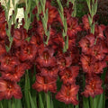 Bulbi de Gladiole "Chocolate", 5 Bucati
