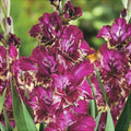 Bulbi de Gladiole "Color Club", 5 Bucati