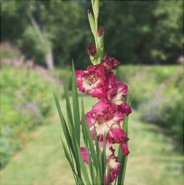 Bulbi de Gladiole "Color Club", 5 Bucati