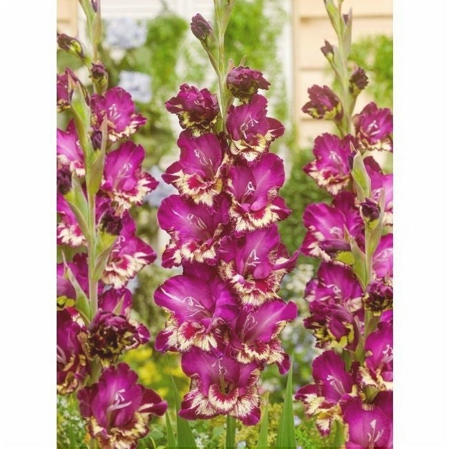 Bulbi de Gladiole "Color Club", 5 Bucati