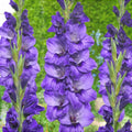 Bulbi de Gladiole "Cookie",  Bucati