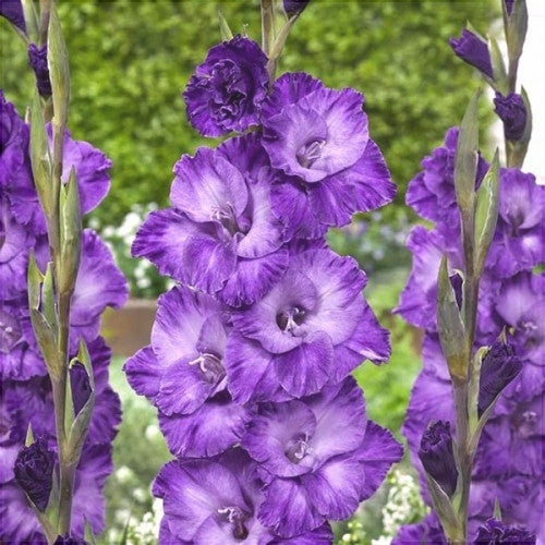 Bulbi de Gladiole "Cookie",  Bucati