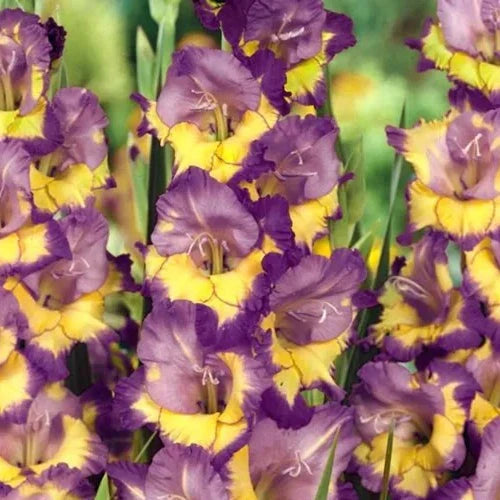 Bulbi de Gladiole "Dynamite", 5 Bucati