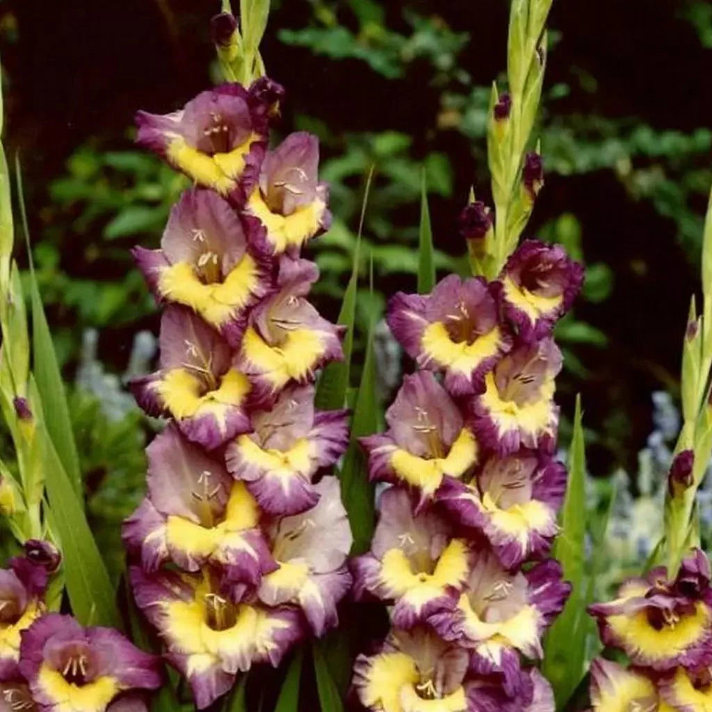 Bulbi de Gladiole "Dynamite", 5 Bucati