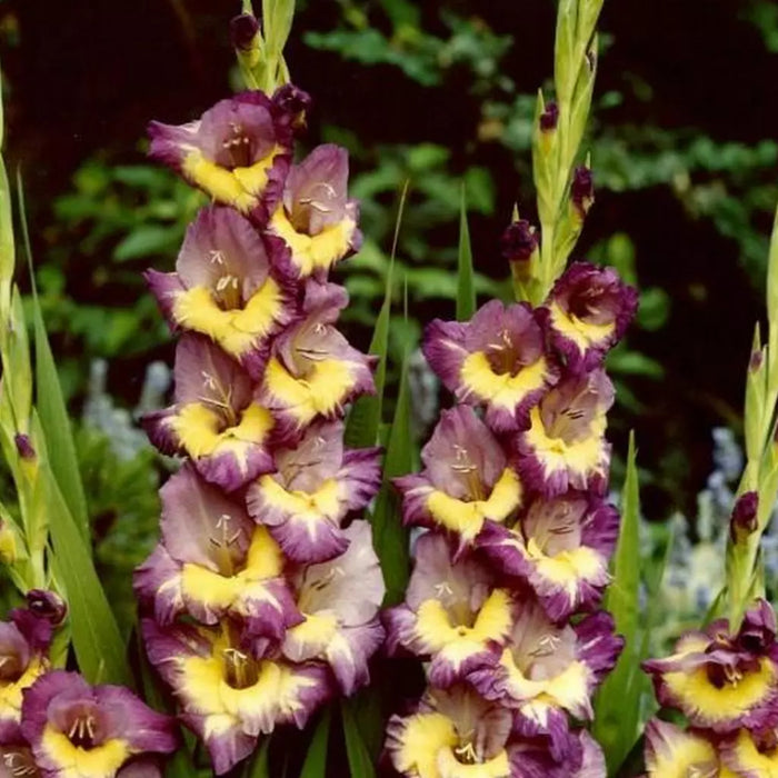 Bulbi de Gladiole "Dynamite", 5 Bucati