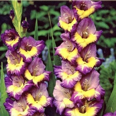 Bulbi de Gladiole "Dynamite", 5 Bucati