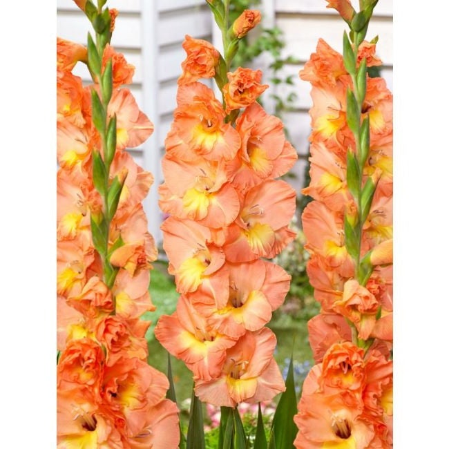 Bulbi de Gladiole "Eminence", 5 Bucati