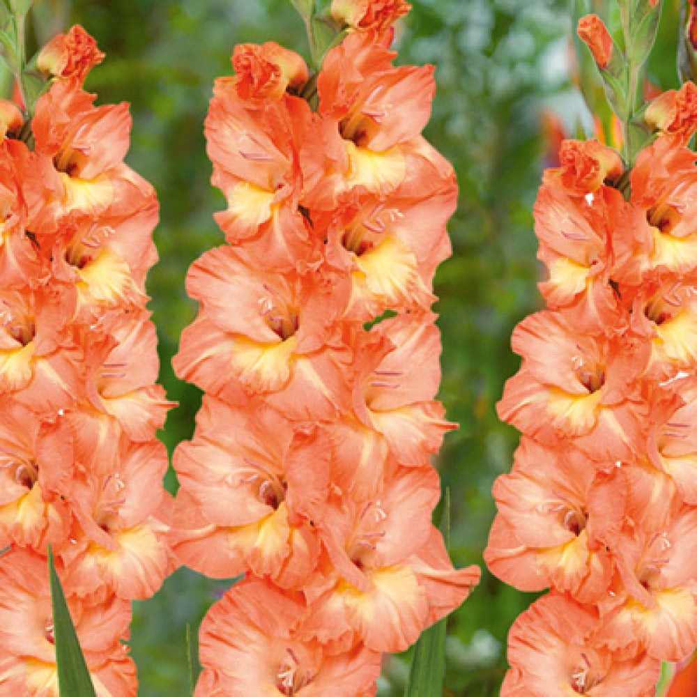 Bulbi de Gladiole "Eminence", 5 Bucati